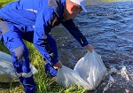 В рамках экологической программы Кольской АЭС в реку Умба выпущено более 2,6 тысяч мальков лосося 