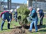 Ростовская АЭС: в День древонасаждения волгодонские атомщики посадили 85 деревьев и более 1700 кустарников 