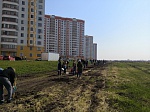 Курская АЭС: более 200 саженцев высадили курчатовцы в рамках Всероссийской акции «Зеленая весна»