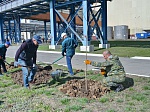 Ростовская АЭС: в День древонасаждения волгодонские атомщики посадили 85 деревьев и более 1700 кустарников 