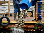 Смоленская АЭС до конца текущего года выпустит в водохранилище свыше 640 тысяч особей рыб 